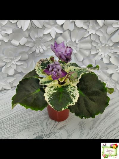 Nik-Магический Туман (Н. булко) 2024 г.