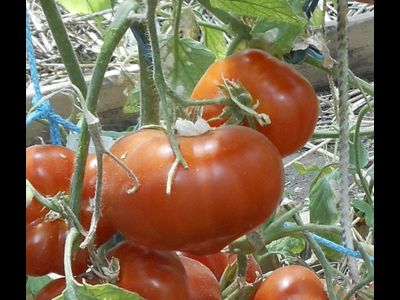 Томат Сластена