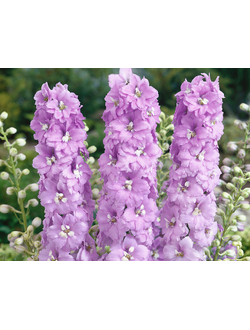 Дельфиниум "Delphinium elatum Magic Fountains Lavender White Bee "