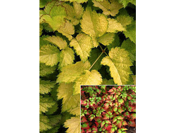 Астильба Колор Флэш Лайм (Color Flash Lime)