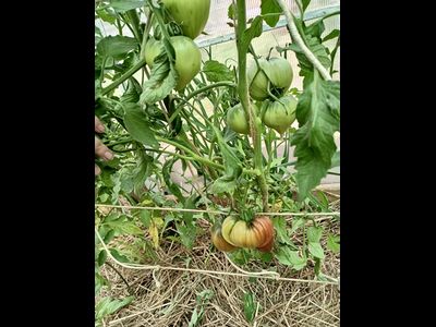 Томат Трюфельное сердце