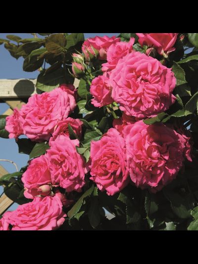 Маритим (Maritim)