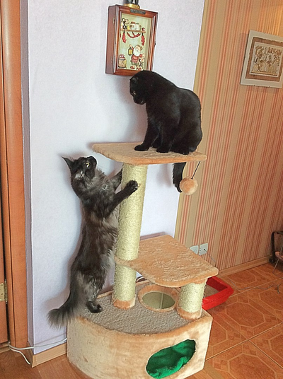 Домик для кошки Любимый №041