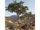 Ладан священный (Boswellia sacra) Оман - 100% натуральное эфирное масло