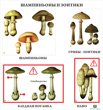 Грибы  (10 шт), комплект кодотранспарантов (фолий, прозрачных пленок)