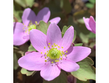 Anemonella thalictroides “Dark Pink”