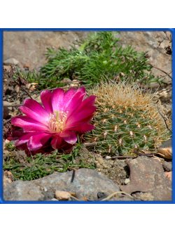 Sulcorebutia pulchra VJ 67