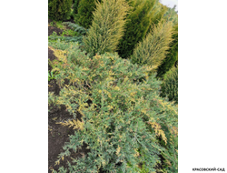 Можжевельник Блю энд Голд - Blue and Gold