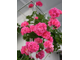 PAC Pink Sybil - пеларгония  плющелистная - описание сорта, фото - купить черенок в Перми и почтой
