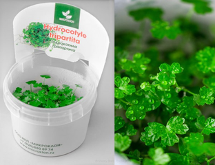 HYDROCOTYLE TRIPARTITA/ ГИДРОКОТИЛА ТРИПАРТИТА (меристемная)