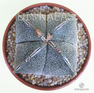 Astrophytum myriostigma quadricostatum - Астрофитум мириостигма квадрикостатум