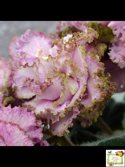 БР-Кудряшка (С. и Н. Буркацкие) 2021 г.