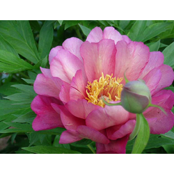 Пион Julia Rose (Джулия Роуз)