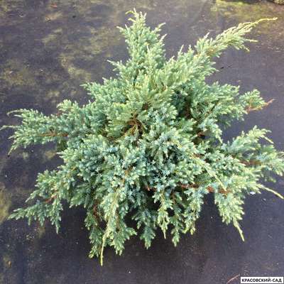 Можжевельник Холгер - Holger