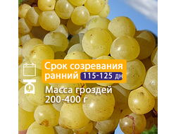Кишмиш Ромулус