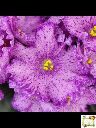 АВ-Самый Сок (Фиалковод) 2022 г.