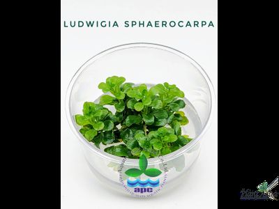 Людвигия сфаерокапра  (меристемная) АЗИЯ