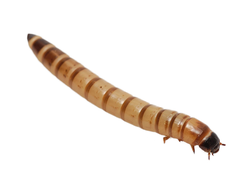 Зофобас живой