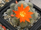 Rebutia pygmaea form/news (семена)