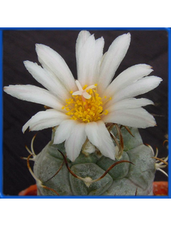 Turbinicarpus macrochele MZ 578