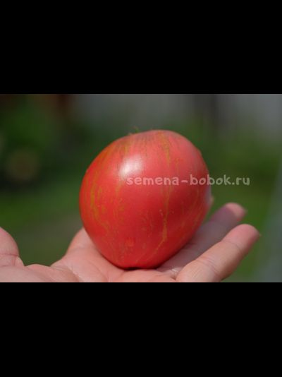 Томат Dwarf Rebel Starfigter Grandpa's Heart (Гном Восставший Звездный Истребитель Дедушкино Сердце), 10 шт