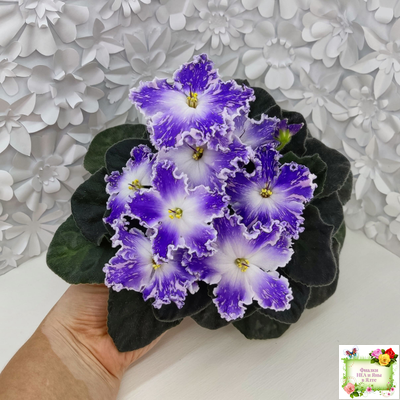 НД-Кристалл Сваровски (Н. Данилова-Суворова) 2019 г. (лист укоренённый)