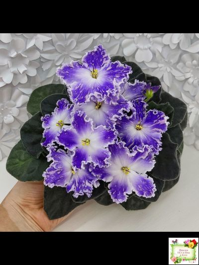 НД-Кристалл Сваровски (Н. Данилова-Суворова) 2019 г. (лист укоренённый)