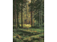 Хвойный лес, по мотивам картины Шишкина И.И.  (алмазная мозаика) mp-mz-mo avmn