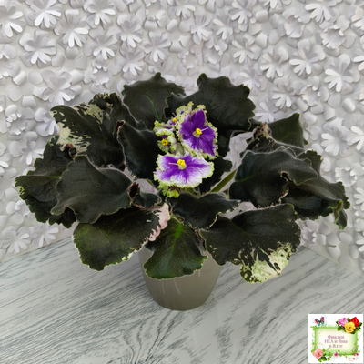 КО-Путеводная Нить (О. Кособокова) 2022 г.