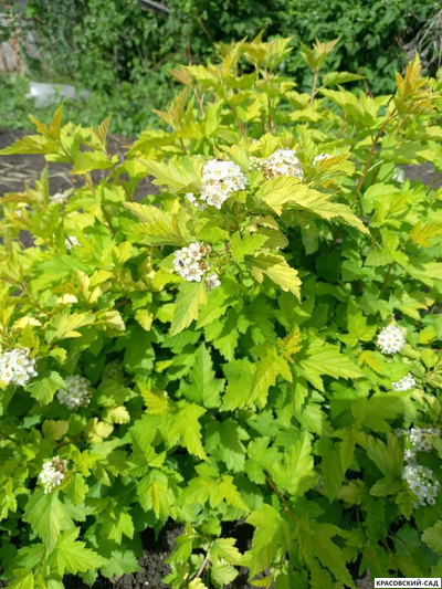 Пузыреплодник калинолистный Наггет - Nugget