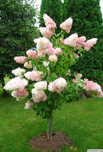 Гортензия метельчатая Ванила Фрайс  в Москве - Фото - Описание - выбрать Сорта - Красовский-Сад.рф