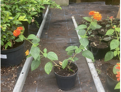 Лантана Камара  «Кроцеа»