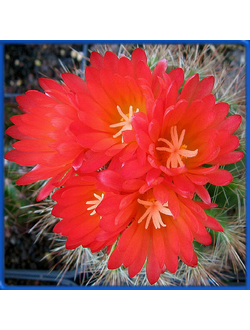 Notocactus horstii f. muglianus