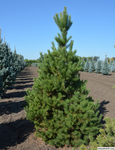 Сосна Якутск - Jakutsk