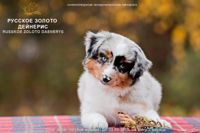 девочка КРАСНЫЙ ошейничек Д-2025 = ЗАБРОНИРОВАНА