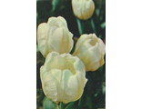 Тюльпан "Уайт Пэррот"