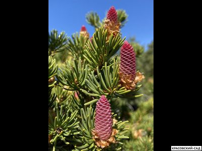 Ель колючая Лаки Страйк - Lucky Strike