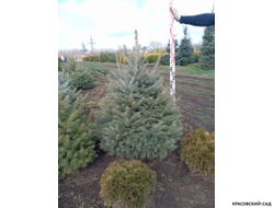 Ель Глаука - Glauca