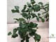 Ficus Triangularis / фикус треугольный