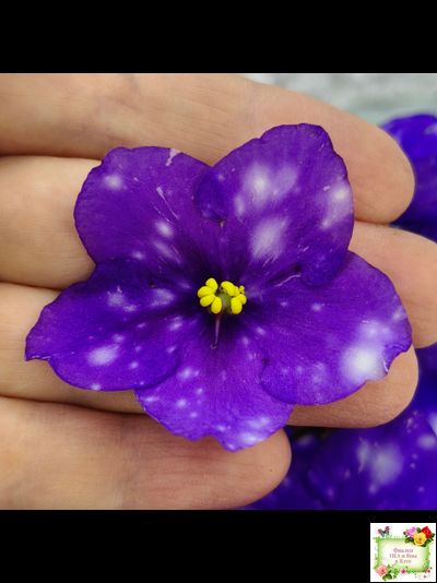 Rivermist Heavenly (J. Baker) (10985) NEW 05/21/2018