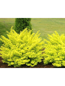 Барбарис Тунберга Sensation