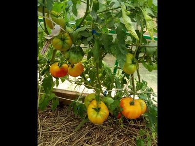 Томат Желто-оранжевые от Умриловой