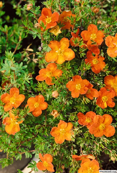 Лапчатка кустарниковая Оранж Стар