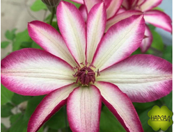 КЛЕМАТИС КРУПНОЦВЕТКОВЫЙ (КАПЕР) "ПИКОТИ"