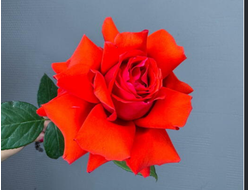 Роза Ажурная Алая 50 см