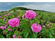 Гидролат Роза крымская Rosa gallica (лепестки) 500 мл
