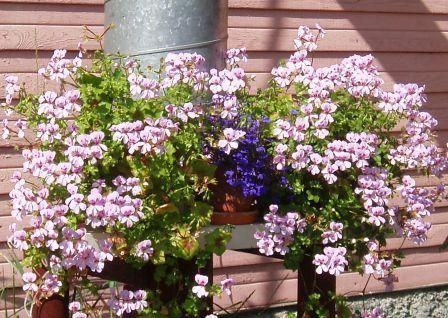 пеларгония из семян