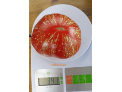 Томат Фейерверк