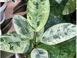 Ficus elastica "shivereana" / фикус эластика шивериана