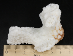 Коралл белый, коллекционный образец, Китай (66*51*30 мм, 42 г) №37699